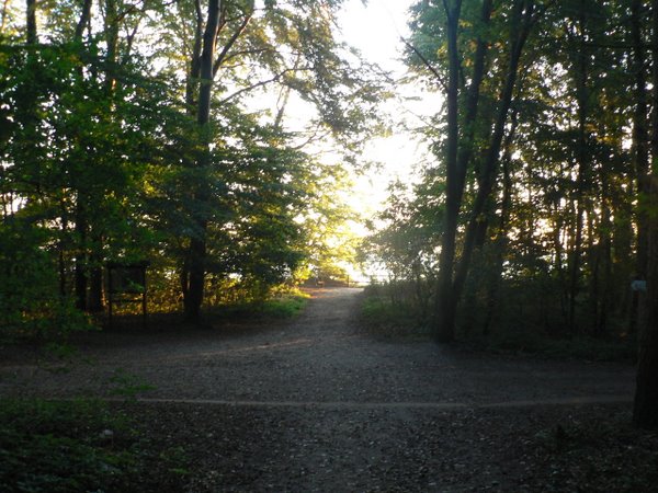 Der Weg zum Strand führt durch den Buchenwald